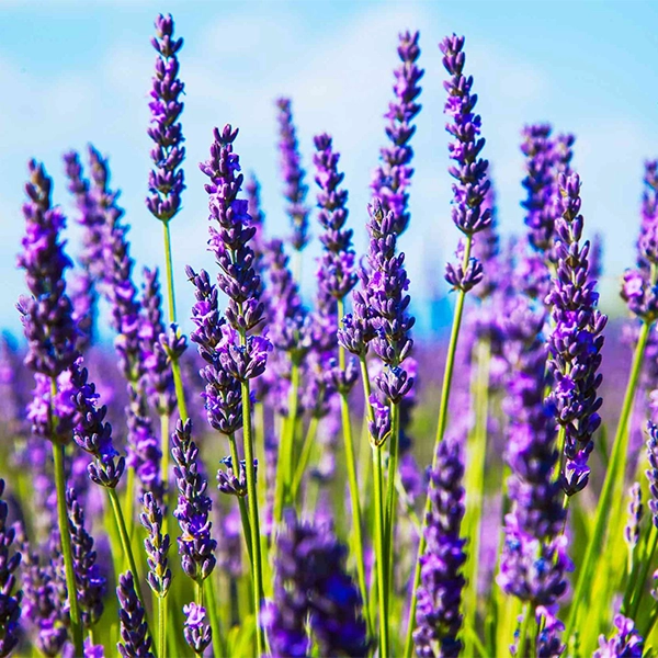 Aromatic Lavender Incense Sticks Manufacturer & Dealers India Premium lavender-scented incense sticks handcrafted by top manufacturers and dealers across India