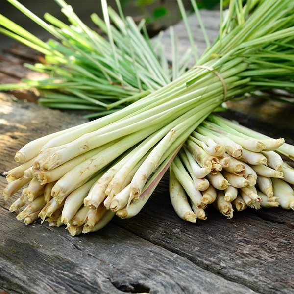 Lemongrass Incense Sticks Manufacturer & Retailer India Natural lemongrass fragrant incense sticks handcrafted by manufacturer and retailer in India