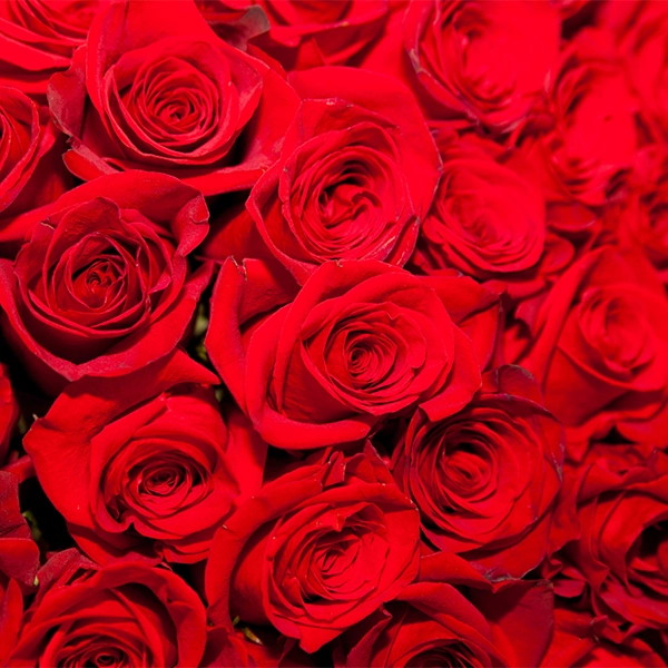 Aromatic Rose Incense Sticks Manufacturer & Exporters in India Rose fragrance incense sticks handcrafted by leading agarbatti manufacturers & exporters in India